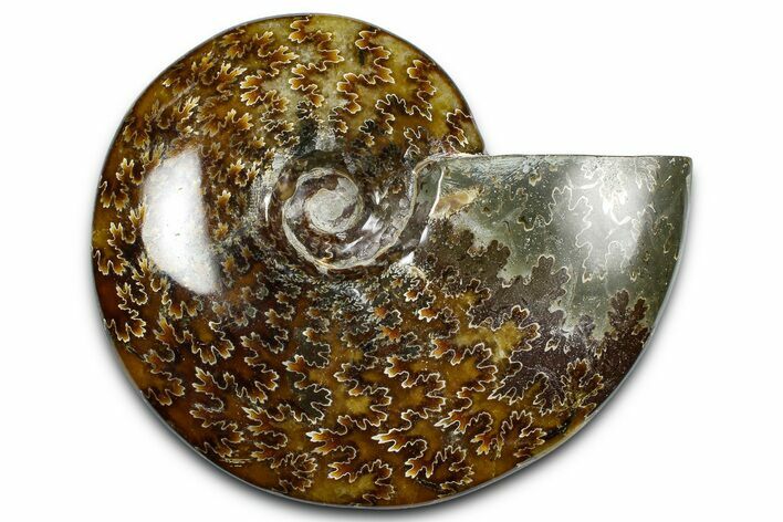 Polished Ammonite (Cleoniceras) Fossil - Madagascar #369613